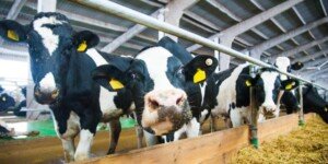 Ekoschemat Dobrostan zwierząt 2024. To już ostatni moment na dokumenty!