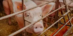 Jakie są aktualne ceny tucznika w Polsce?