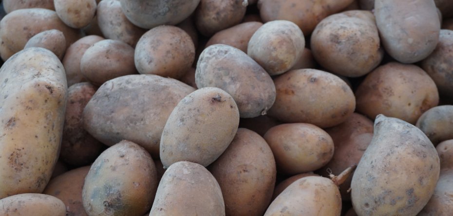 Ceny ziemniaków 2024, sprawdź najnowsze notowania