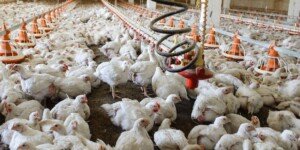 Ceny rolnicze drobiu. Jakie są aktualne stawki?