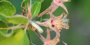 Pomoc klęskowa dla sadowników 2024