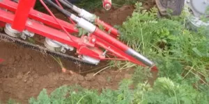 Jak zbierać marchew?