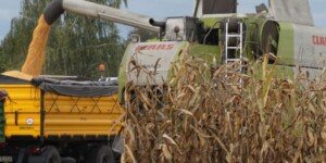 Aktualna cena kukurydzy mokrej. Jakie stawki w&nbsp;skupach?