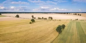 cena dzierżawy ziemi rolnej 2024