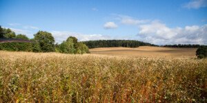 Norma GAEC 6&nbsp;w&nbsp;2024 r. — ważny termin minął, czy posypią się kary?