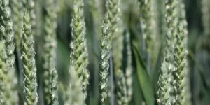 Odmiany pszenicy na opóźnione siewy 2024