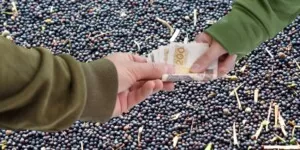 Ceny rzepaku w&nbsp;połowie października 2024