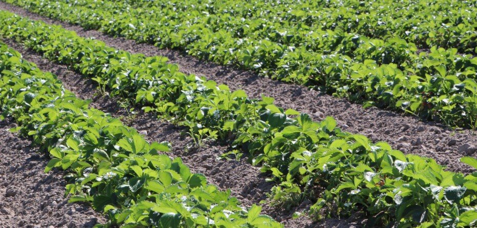 Sezon truskawkowy 2024 — podsumowanie i&nbsp;wnioski dla producentów