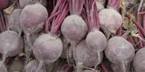 Zbiory warzyw 2024. Jakie będą w&nbsp;tym sezonie?