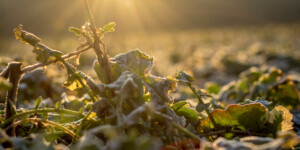 Minister zadecydował — dopłaty do ubezpieczeń upraw 2024 nie zostaną podwyższone