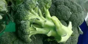 Jakie są ceny kalafiorów i&nbsp;brokułów pod koniec września 2025 r.?