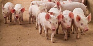 Ceny warchlaków w listopadzie – polskie i europejskie