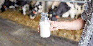 Najnowsze ceny mleka – połowa listopada 2024