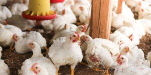 Jakie są ceny brojlerów w listopadzie 2024?