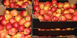 Eksport jabłek jesienią 2024 — wielkości i kierunki