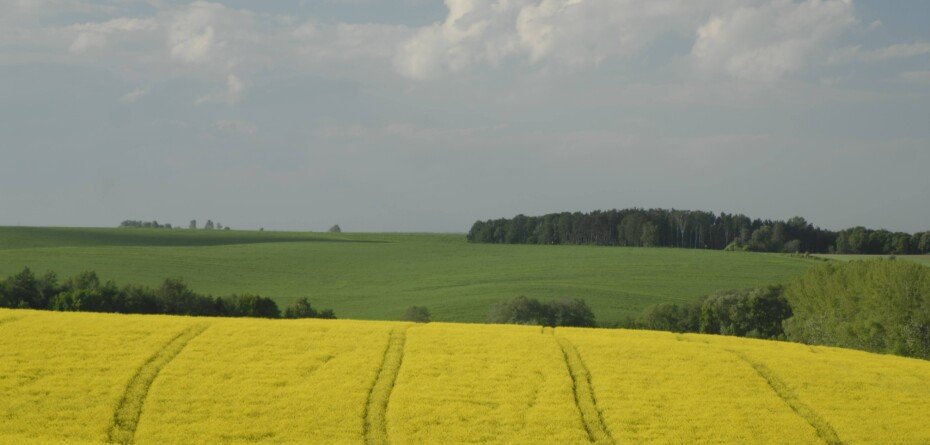 Cena rzepaku na MATIF 27.12.2024 r. – Kontrakty na 2025 rok