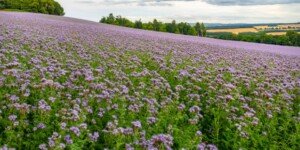 Dopłaty do ubezpieczenia nowych upraw od 1 stycznia 2025 r.