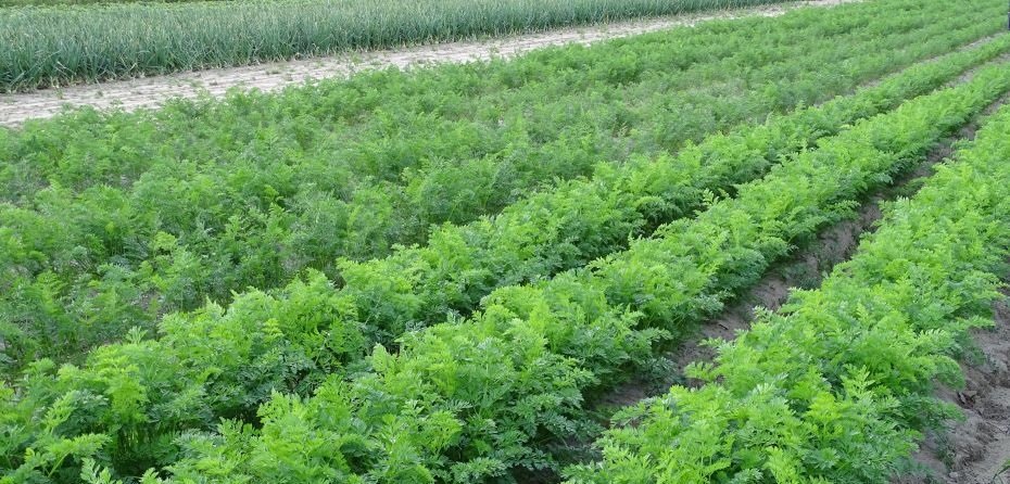 Zbiory warzyw w 2024 w Polsce – ostateczne dane GUS