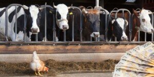 Dopłaty do składek ubezpieczenia zwierząt gospodarskich — ruszył nabór wniosków