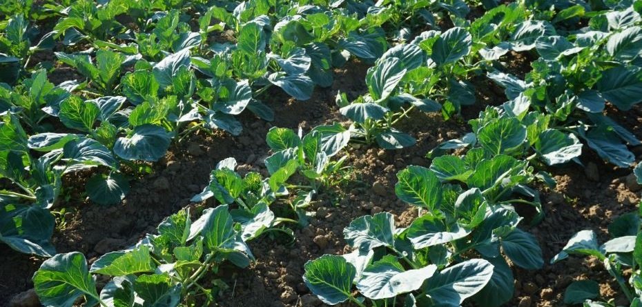 Produkcja owoców i warzyw. Jakie zagrożenia w sektorze?