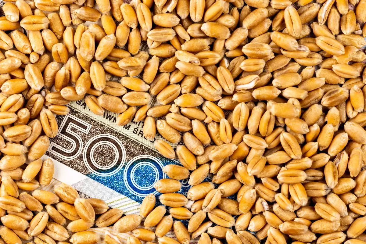 notowania cen pszenicy grudzień 2024