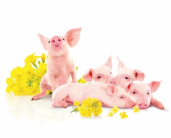 Konferencja Trzodowa 2024