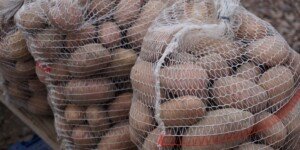 Import dobija polskie ziemniaki. Plantatorzy żądają podjęcia działań