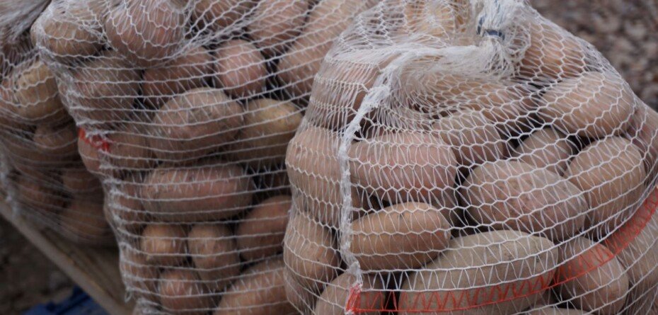Import dobija polskie ziemniaki. Plantatorzy żądają podjęcia działań