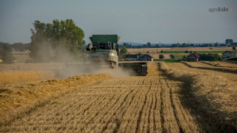 cena pszenicy na MATIF