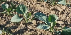 Niechemiczna ochrona warzyw czyli jak bez chemii chronić plantacje?
