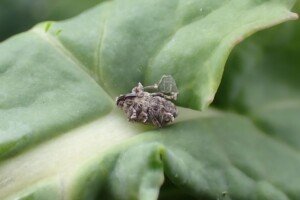 żółte naczynia chwytne