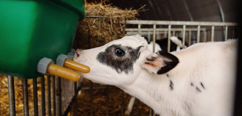 KERBL i Kramp: Najnowsze produkty, które usprawnią Twoją pracę