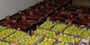 Zapasy jabłek w&nbsp;polskich magazynach u&nbsp;progu 2025 r.