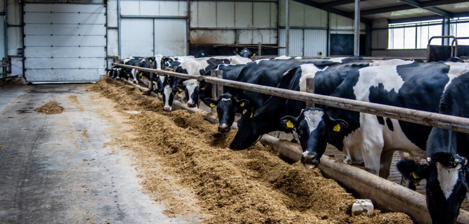 Obowiązkowe szkolenie dla rolników z antybiotyków online lub stacjonarnie