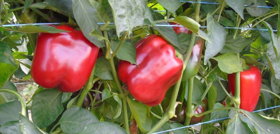 O tym jak stosować biostymulator NaturalCrop SL w uprawie papryki mówiono na grudniowym spotkaniu w Klwowie