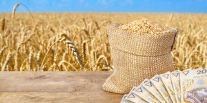 Najnowsze prognozy cen pszenicy na 2025 r.