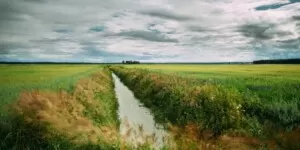 Strefy buforowe w ochronie roślin