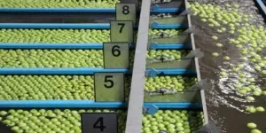 Eksport jabłek ze zbiorów 2024 do grudnia 2024