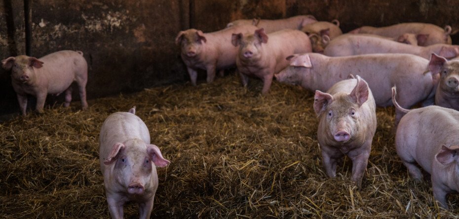Aktualna sytuacja na rynku świń jest beznadziejna — ceny szorują po dnie