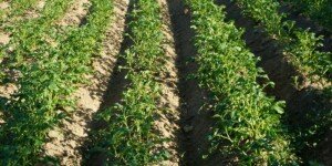 Bakterioza ziemniaka – rolnicy wnioskują o przywrócenie dopłat