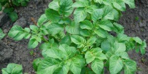 Maris Piper – odmiana ziemniaka z odpornością na zarazę i wirusy