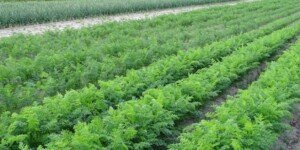 Produkcja warzyw na Ukrainie rośnie w siłę