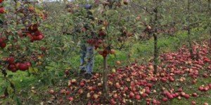 Uchylenie immunitetu posła za pomoc sadownikom?