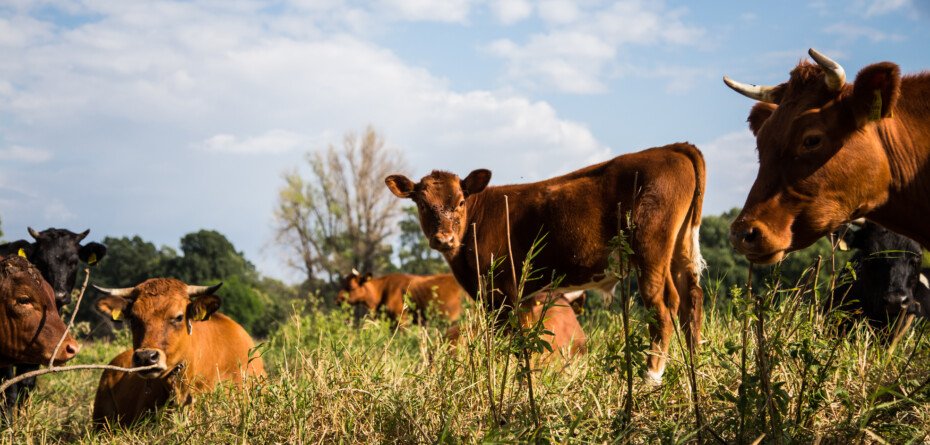 Dobrostan opasów — MRiRW ogłasza korzystne zmiany