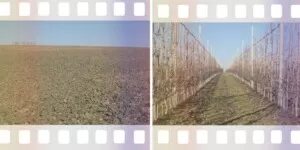 Stymulacja wzrostu roślin