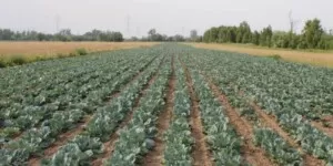 Azoplon – specjalistyczne nawozy dolistne od Grupy Azoty