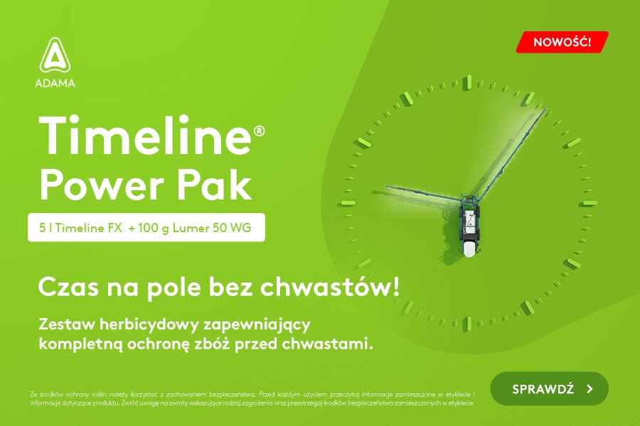 chwasty w zbożu ozimym