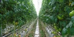 Choroby i&nbsp;szkodniki pomidora szklarniowego