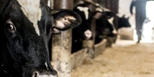 Pryszczyca wykryta na południu Słowacji — groźna choroba coraz bliżej Polski!