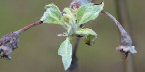 Mączniak jabłoni 2025. Czas zacząć skuteczną strategię ochrony!